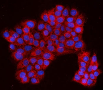 Immunofluorescent staining of FFPE human A431 cells with PRDM3 antibody (red) and DAPI nuclear stain