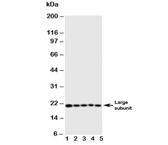 Caspase-4 Antibody