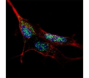 KLF4 Antibody
