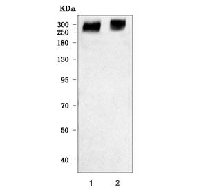 Fibrillin 2 Antibody / FBN2