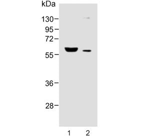 FADS2 Antibody