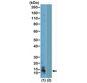 Symmetric Dimethyl-Histone H4 Antibody / Symmetric / Arginine 3 / H4R3me2s