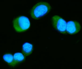 Tau Antibody / MAPT