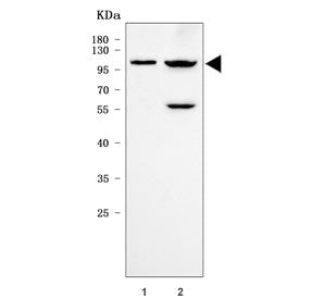Quiescin Q6 Antibody / QSOX1 / Sulfhydryl oxidase 1