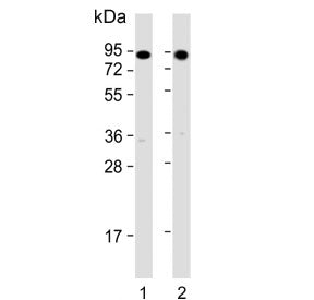 hsp90 alpha Antibody / hsp90a.1