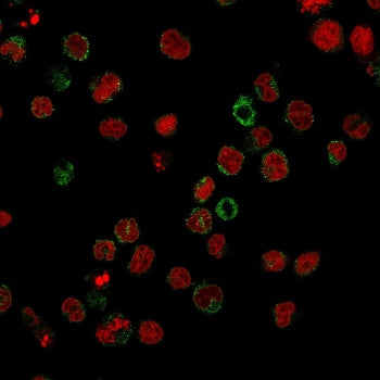 Immunofluorescent staining of human U937 cells with CD15 antibody (clone FR4A5, green) and Reddot nu