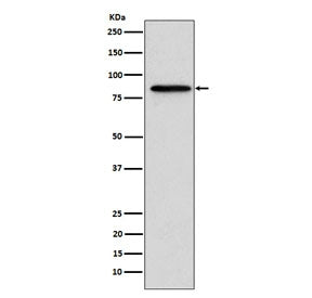 GSN Antibody / Gelsolin