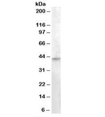 RASSF8 Antibody