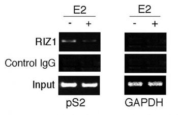 ChIP analysis: soluble chromatin was prepared from MCF7 cells treated/untreated with E2 for 45 min.