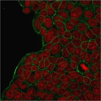 Immunofluorescent staining of human MCF-7 cells with HER2 antibody (green) and Reddot nuclear stain