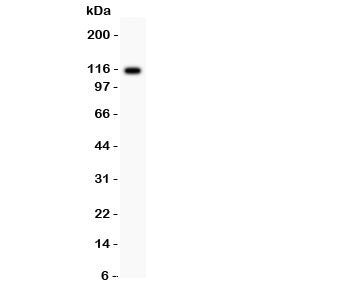 C5 Antibody