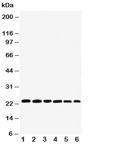SNAP23 Antibody