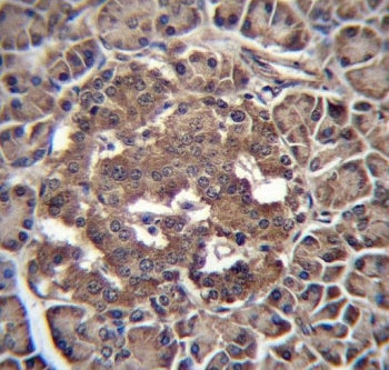 RBPJL Antibody / RBP-L