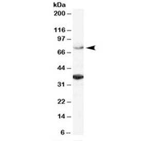 ORC3L Antibody