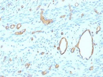 CD34 Antibody