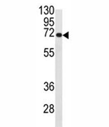 CDC25B Antibody