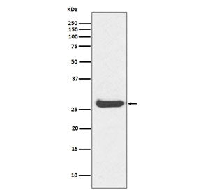 Histone H1.0 Antibody / H1F0