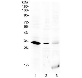 HOXB1 Antibody (C-Terminal Region)