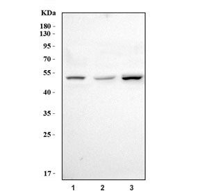 Foxp3 Antibody / Scurfin