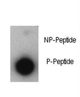 p21 Antibody (phospho-T57)
