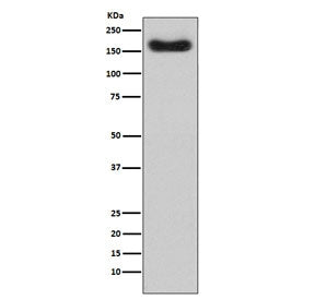 CFH Antibody / Complement factor H
