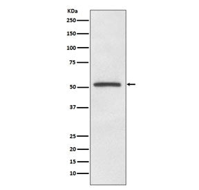 MITF Antibody