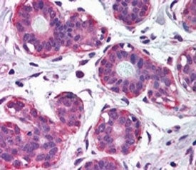 IHC testing of FFPE human breast with NET1 antibody at 2.5ug/ml. HIER: steamed with pH6 citrate buff