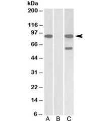 NUMBL Antibody