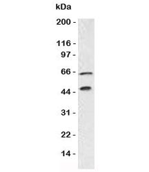 Chromogranin A Antibody