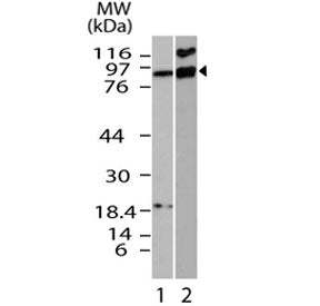 IFI204 Antibody