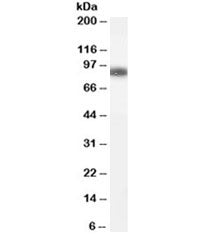 GSN Antibody