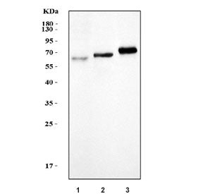 Western blot testing of 1) human Raji, 2) rat lung and 3) mouse lung tissue lysate with TFEB antibod