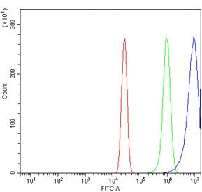 PPAR gamma Antibody / PPARG