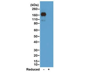 IgA Heavy Chain Antibody