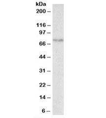 SLC6A4 Antibody