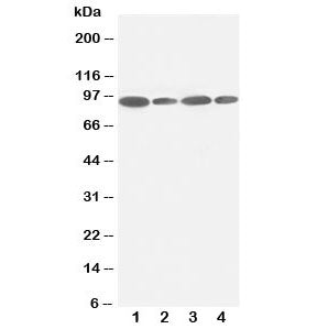 FES Antibody