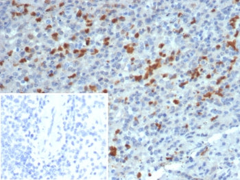 S100A13 Antibody