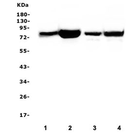 PKC delta Antibody