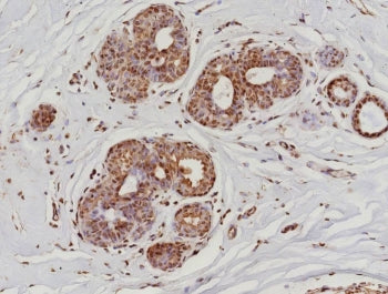 POLR2A Antibody / RNA polymerase II CTD Repeat YSPTSPS / Phosphorylated Serine 5