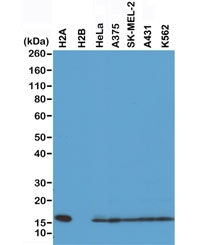 Histone H2A Antibody