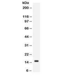 FABP2 Antibody (intestinal)