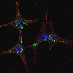 Fluorescent confocal image of HeLa cells stained with SYVN1 antibody. Primary Ab (1:200, 2 h at room