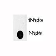 Oct4 Antibody (phospho-S236)