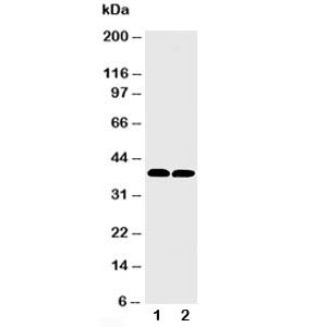 MTCO1 Antibody