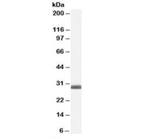 BAP31 Antibody