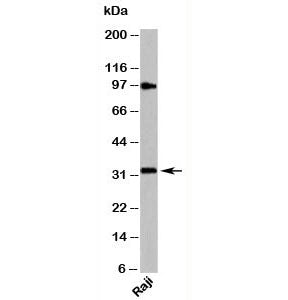 MyD88 Antibody