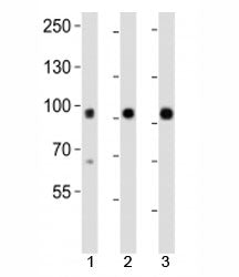 Epha1 Antibody