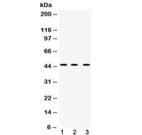 hnRNP F Antibody