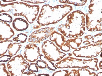 CD137 Antibody / 4-1BB / TNFRSF9