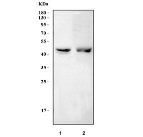 NUF2 Antibody / Kinetochore protein Nuf2